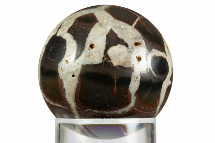 Polished Septarian Nodule Sphere - Morocco #330228